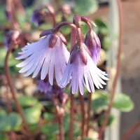 Soldanella  'Spring Symphony'